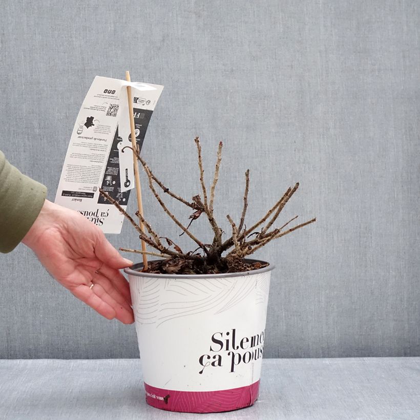 Spécimen de Rosa rugosa Angelia Purple Pot de 4L/5L tel que livré en hiver
