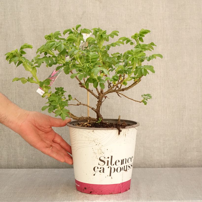 Spécimen de Rosa rugosa Angelia Purple Pot de 4L/5L tel que livré au printemps