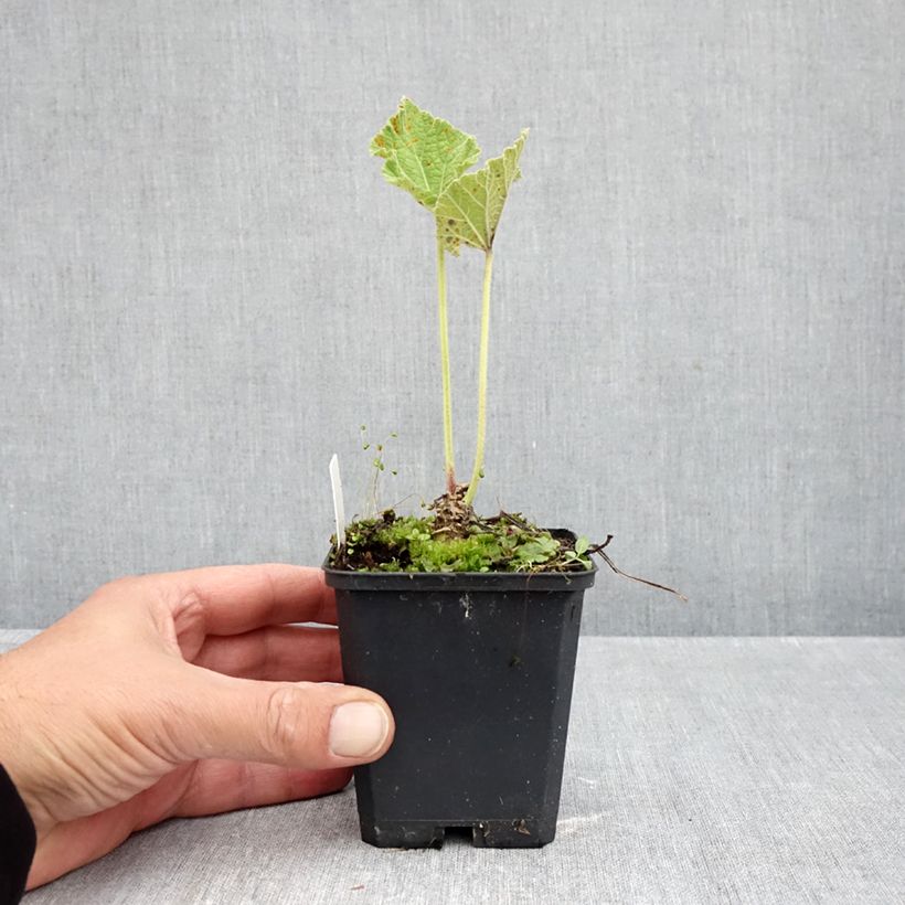 Spécimen de Rose trémière - Alcea rosea Chater's Double Jaune Godet de 7/8 cm tel que livré en automne