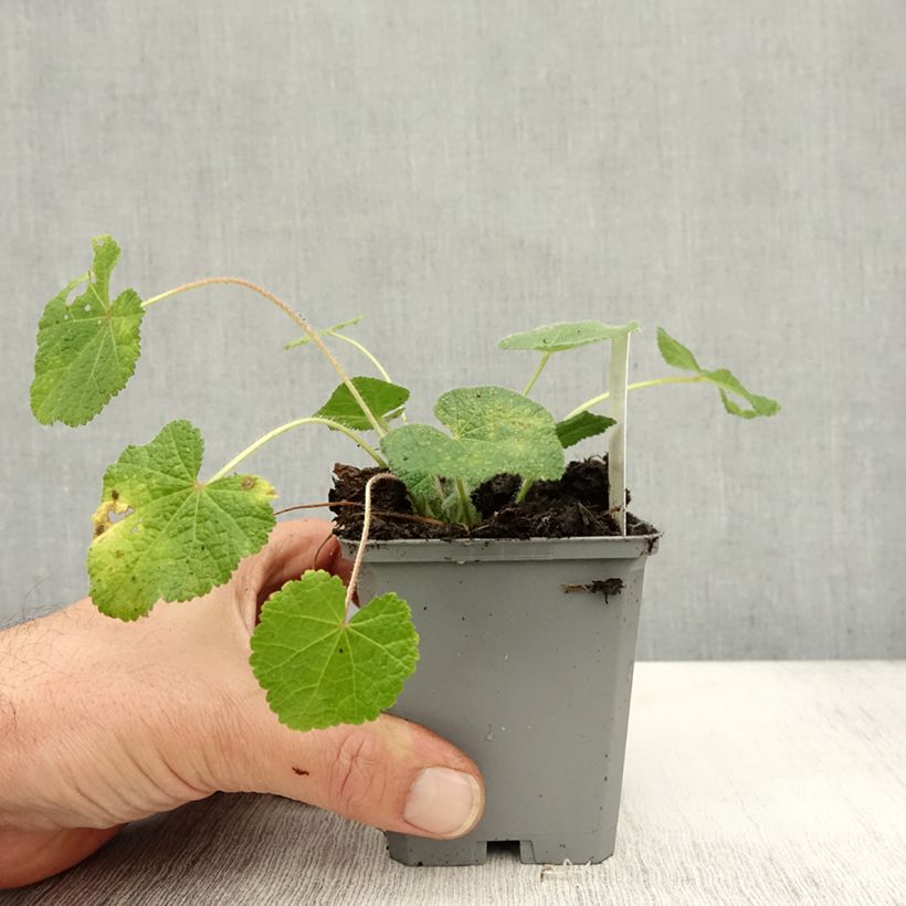 Spécimen de Rose trémière - Alcea rugosa Godet de 8/9 cm tel que livré en automne