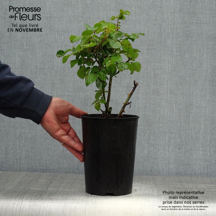 Spécimen de Rosier à fleurs groupées Abracadabra Pot de 3L/4L tel que livré en automne