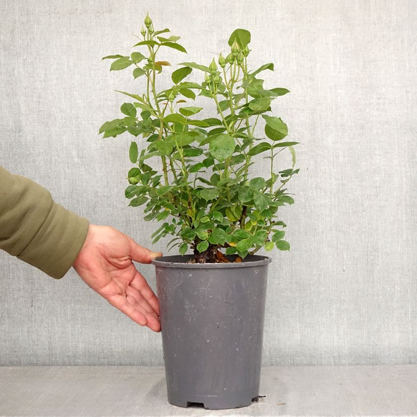 Spécimen de Rosier à fleurs groupées Absolutely Fabulous Pot de 4L/5L tel que livré au printemps