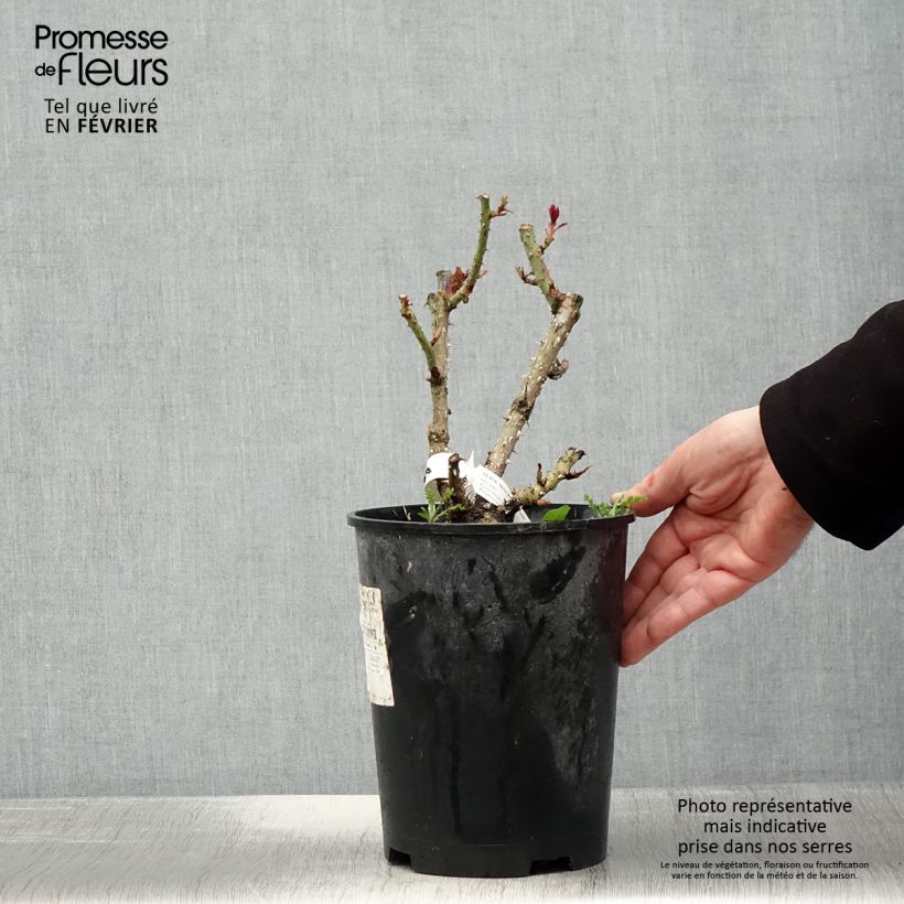 Spécimen de Rosier à fleurs groupées Aline Mayrisch Rose Pot de 4L/5L tel que livré en hiver