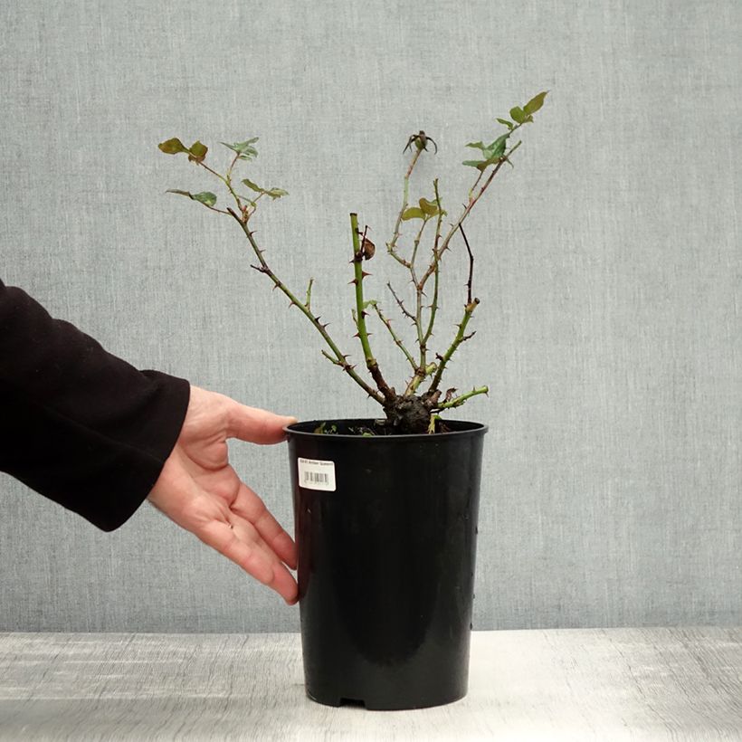 Spécimen de Rosier à fleurs groupées Amber Queen Pot de 2L/3L tel que livré en automne