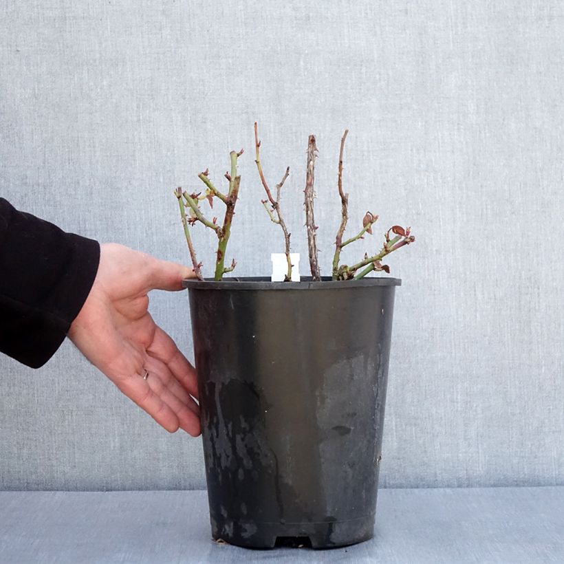 Spécimen de Rosier à fleurs groupées Anny Duperey Pot de 4L/5L tel que livré en hiver