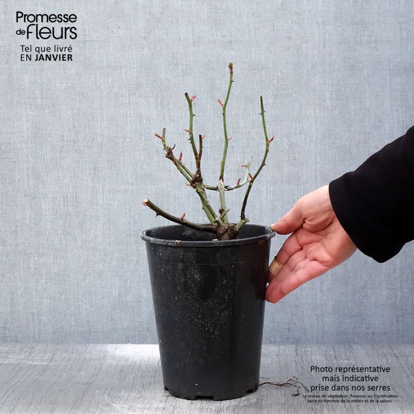 Spécimen de Rosier à fleurs groupées Astronomia Pot de 4L/5L tel que livré en hiver