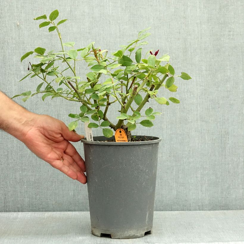 Spécimen de Rosier à fleurs groupées Astronomia Pot de 4L/5L tel que livré en été