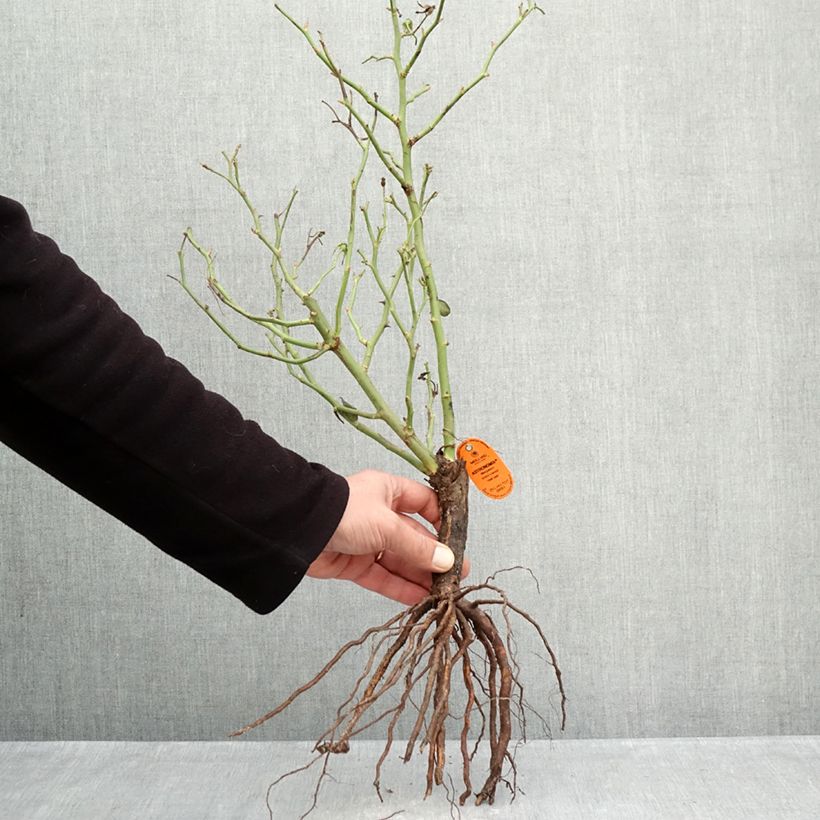 Spécimen de Rosier à fleurs groupées Astronomia Racines nues tel que livré en hiver