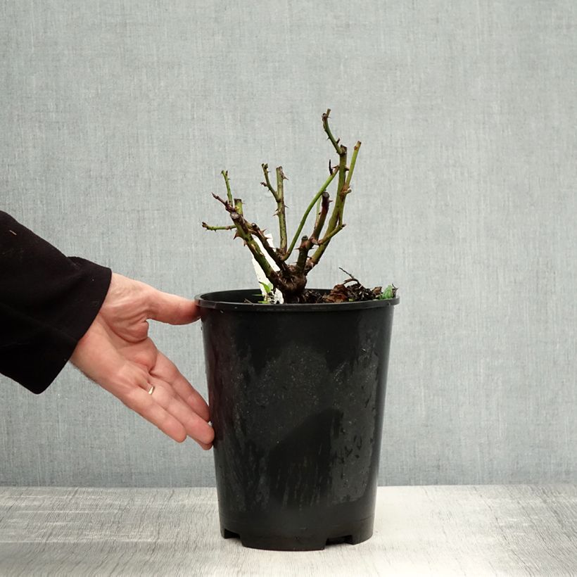 Spécimen de Rosier à fleurs groupées Bernstein Rose Pot de 2L/3L tel que livré en automne