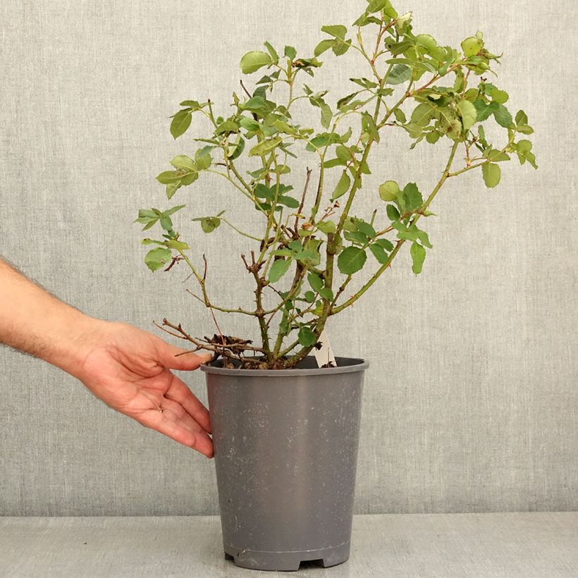 Spécimen de Rosier à fleurs groupées Blue Eyes Pot de 4L/5L tel que livré en été