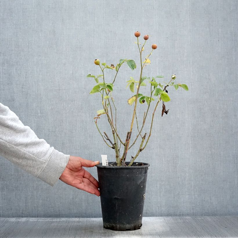 Spécimen de Rosier à fleurs groupées Bluebell Pot de 4L/5L tel que livré en automne
