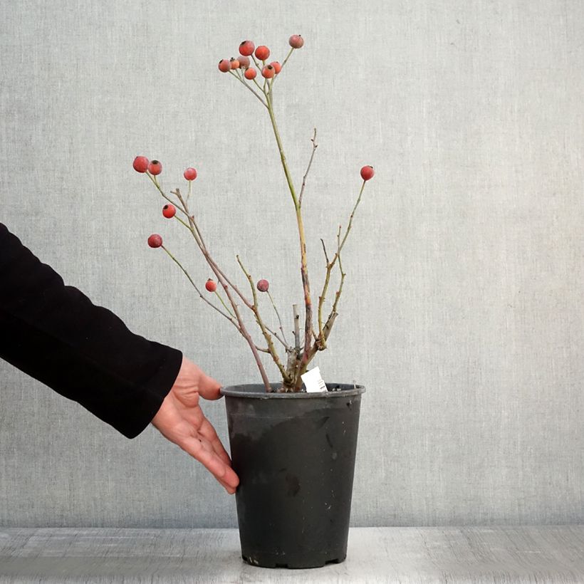 Spécimen de Rosier à fleurs groupées Bluebell Pot de 4L/5L tel que livré en hiver