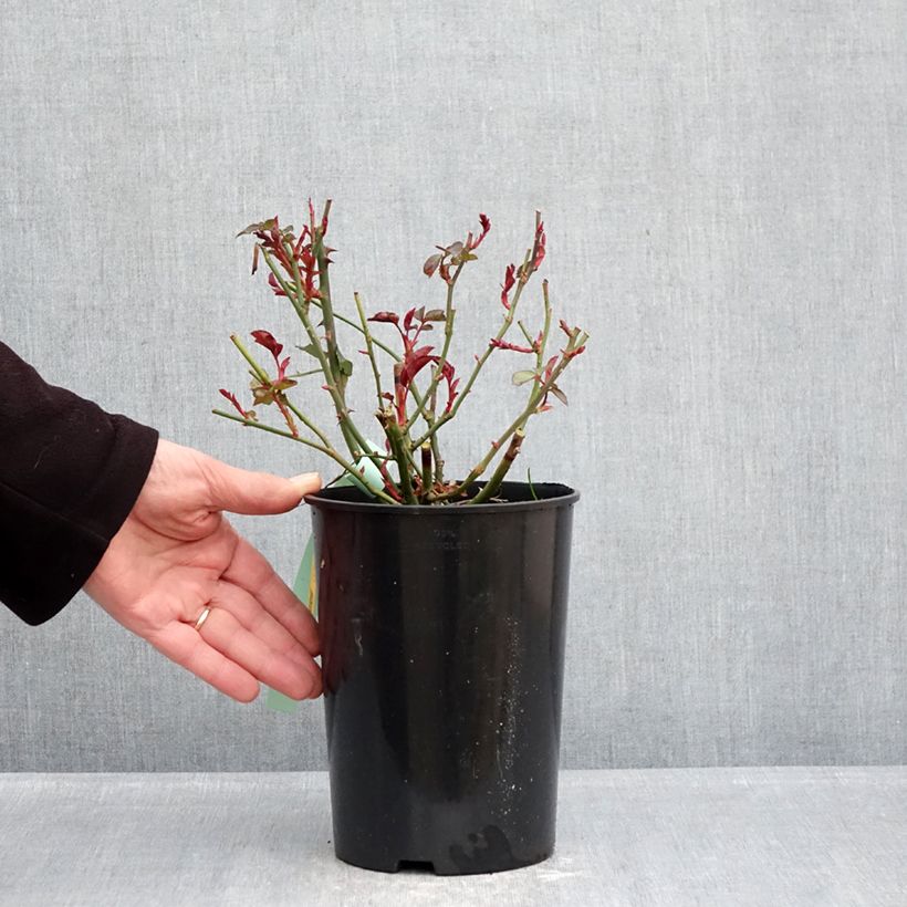 Exemplar von Rosa Bordeaux 'Korelamba' - Beetrose Topf mit 4L/5L wie im Winter geliefert