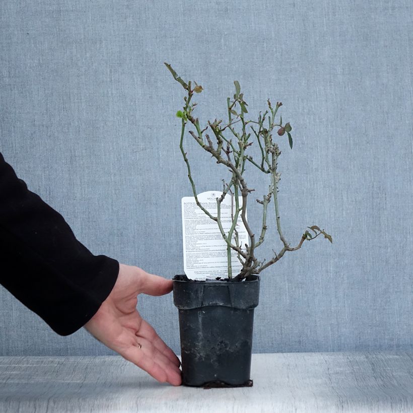 Spécimen de Rosier à fleurs groupées Botticelli Pot de 10 cm/11cm, Issu de bouture tel que livré en hiver