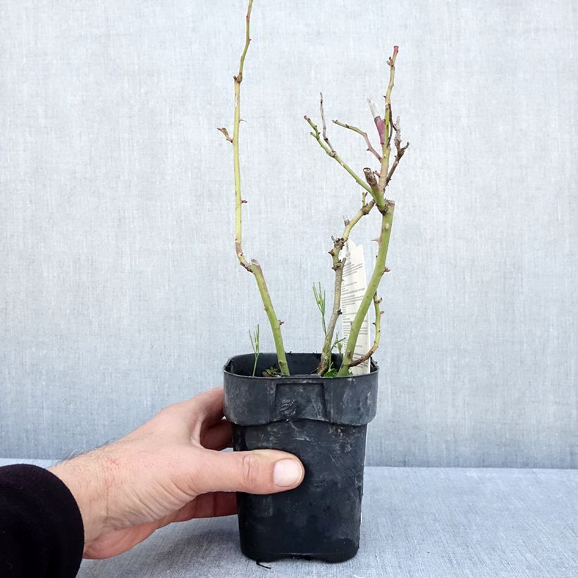 Spécimen de Rosier à fleurs groupées Botticelli Pot de 10 cm/11cm, Issu de bouture tel que livré en automne
