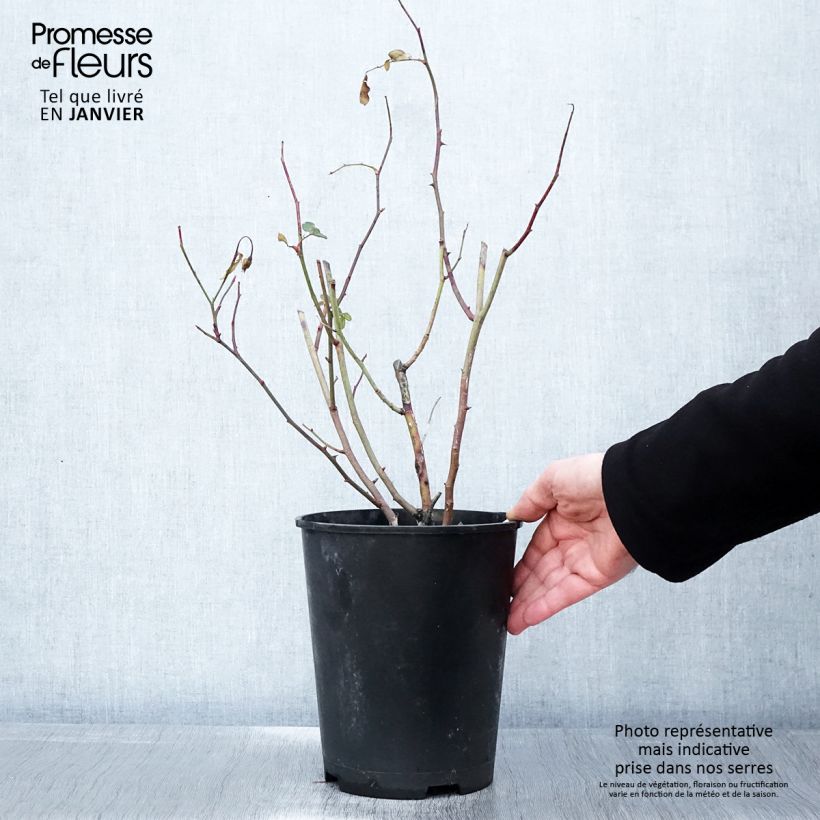 Spécimen de Rosier à fleurs groupées Caroline's Heart Pot de 4L/5L tel que livré en hiver