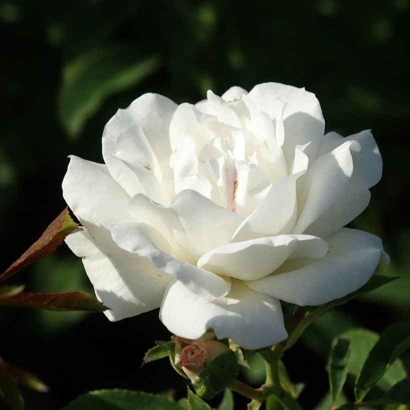 Rosier à fleurs groupées Carte Blanche (Floraison)