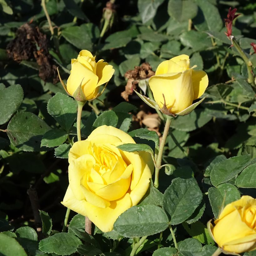 Rosier à fleurs groupées Carte d'Or (Floraison)
