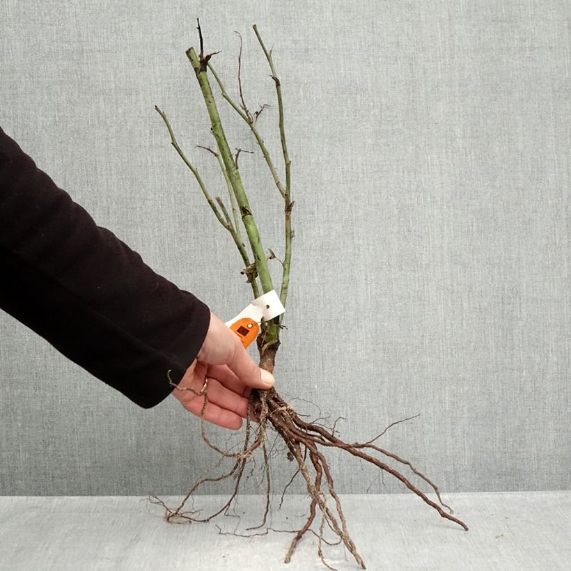 Spécimen de Rosier à fleurs groupées Carte d'Or Racines nues tel que livré en hiver