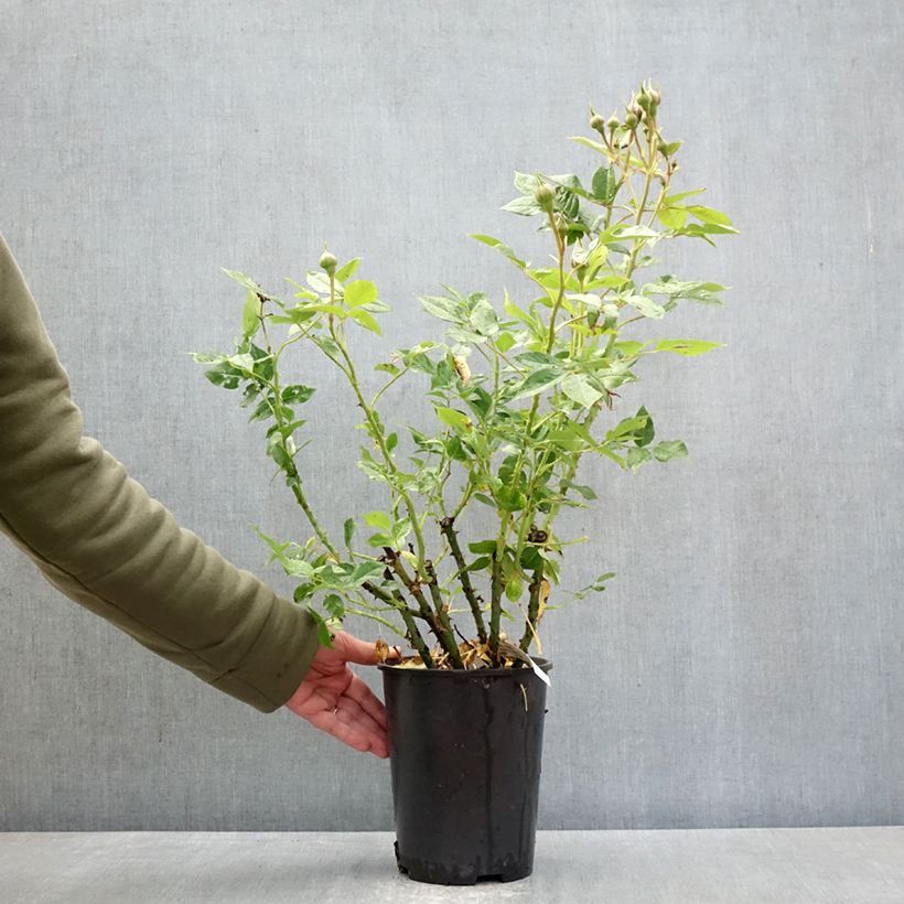 Spécimen de Rosier à fleurs groupées Catherine Meurisse Pot de 4L/5L tel que livré au printemps