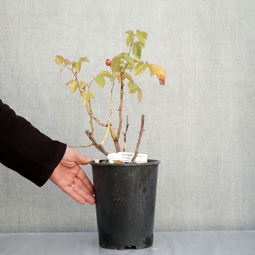 Spécimen de Rosier à fleurs groupées Chalon en Bourgogne Pot de 4L/5L tel que livré en automne