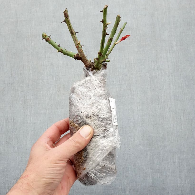 Spécimen de Rosier à fleurs groupées Chalon en Bourgogne Racines nues tel que livré en hiver