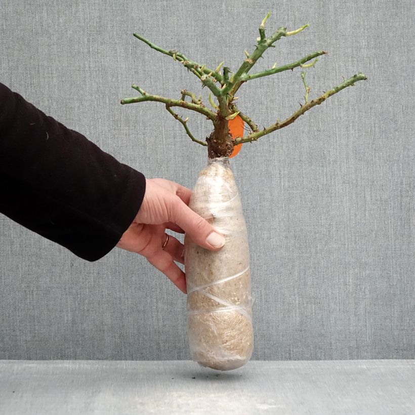 Spécimen de Rosier à fleurs groupées Charles Aznavour Racines nues en motte tel que livré en hiver