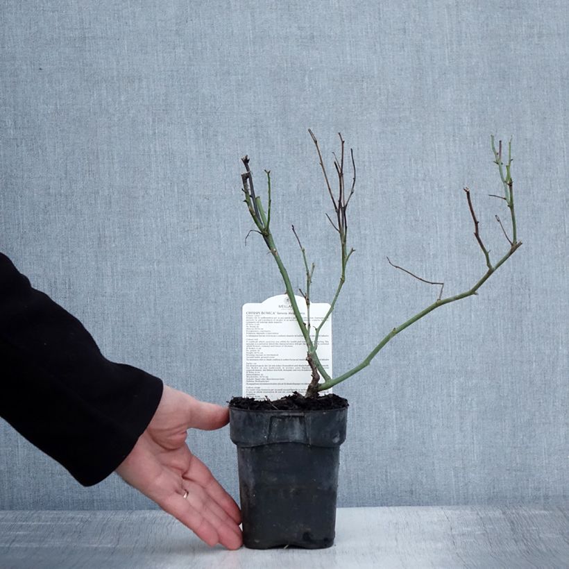 Spécimen de Rosier à fleurs groupées Cherry Bonica Pot de 10 cm/11cm, Issu de bouture tel que livré en hiver