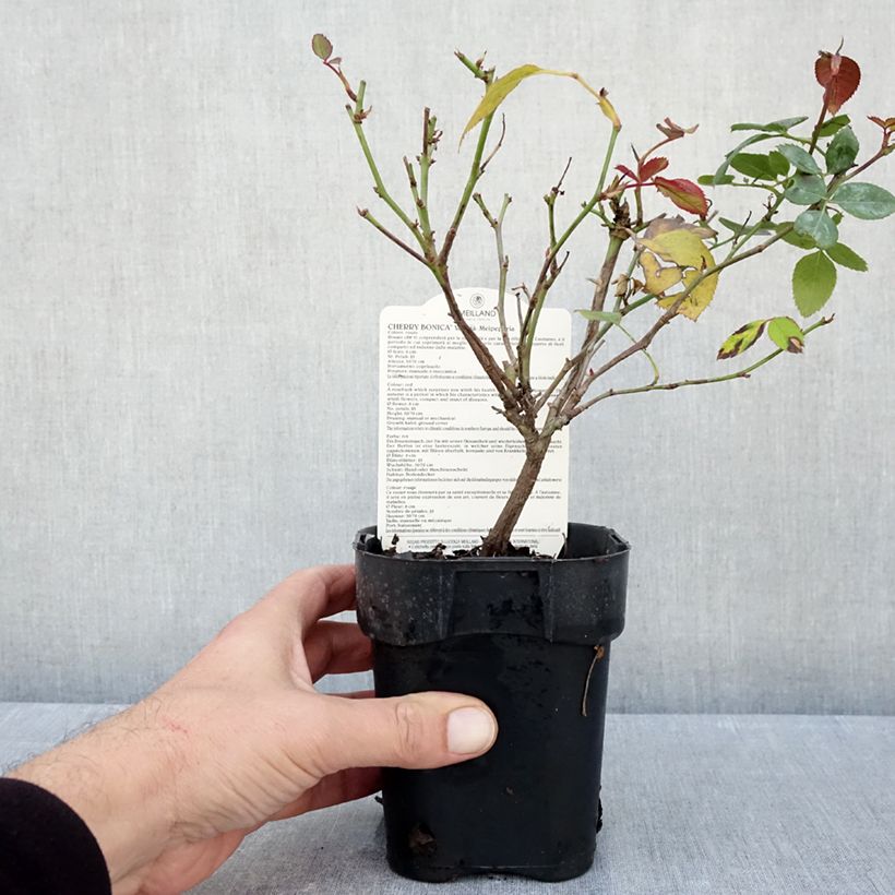 Spécimen de Rosier à fleurs groupées Cherry Bonica Pot de 10 cm/11cm, Issu de bouture tel que livré en automne