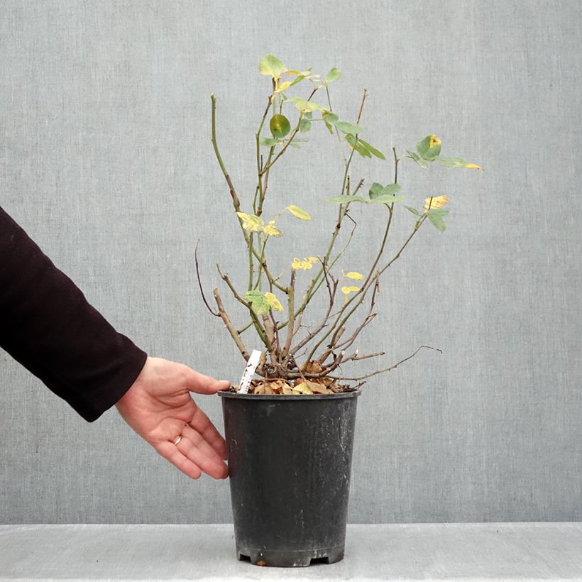 Spécimen de Rosier à fleurs groupées Cherry Bonica Pot de 4L/5L tel que livré en automne