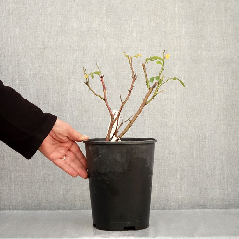 Spécimen de Rosier à fleurs groupées Comtesse André d'Oultremont Pot de 4L/5L tel que livré en automne
