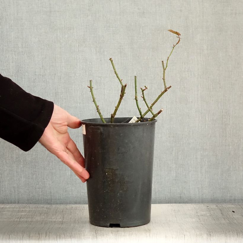 Spécimen de Rosier à fleurs groupées Comtesse André d'Oultremont Pot de 4L/5L tel que livré en hiver
