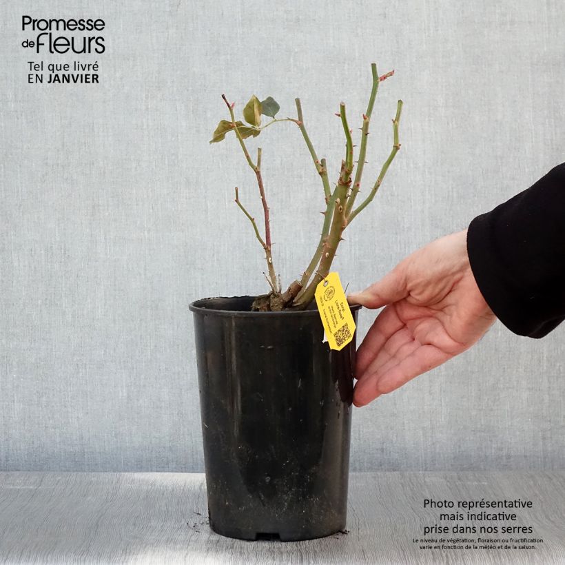 Spécimen de Rosier à fleurs groupées Coral Lions-Rose Pot de 3L/4L tel que livré en hiver