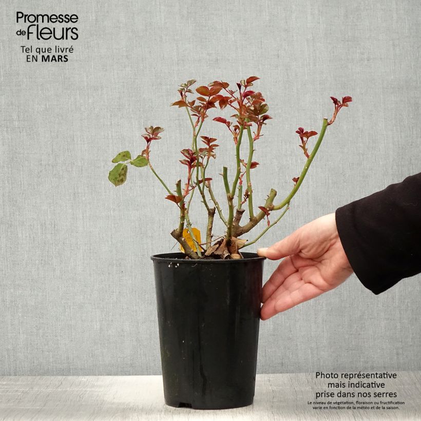 Spécimen de Rosier à fleurs groupées Coral Lions-Rose Pot de 3L/4L tel que livré au printemps