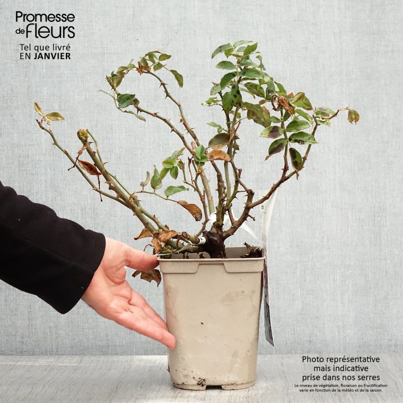 Spécimen de Rosier à fleurs groupées Folle Courtisane Pot de 4L/5L tel que livré en hiver