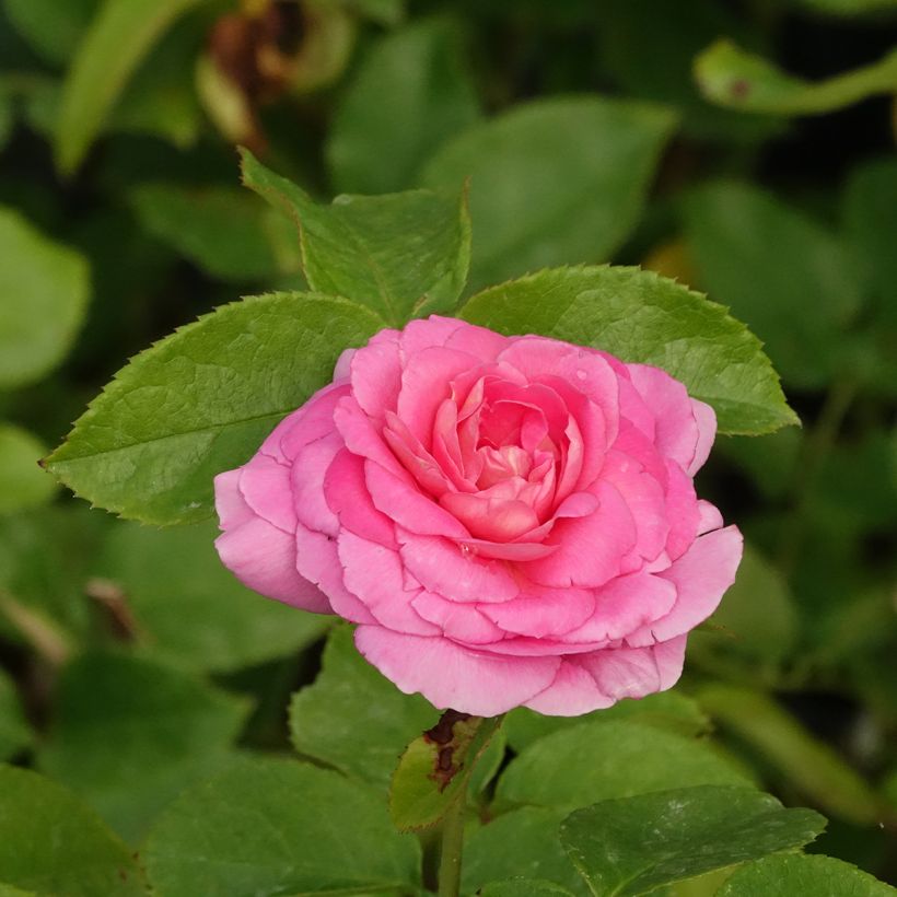 Rosier à fleurs groupées Folle Courtisane (Floraison)