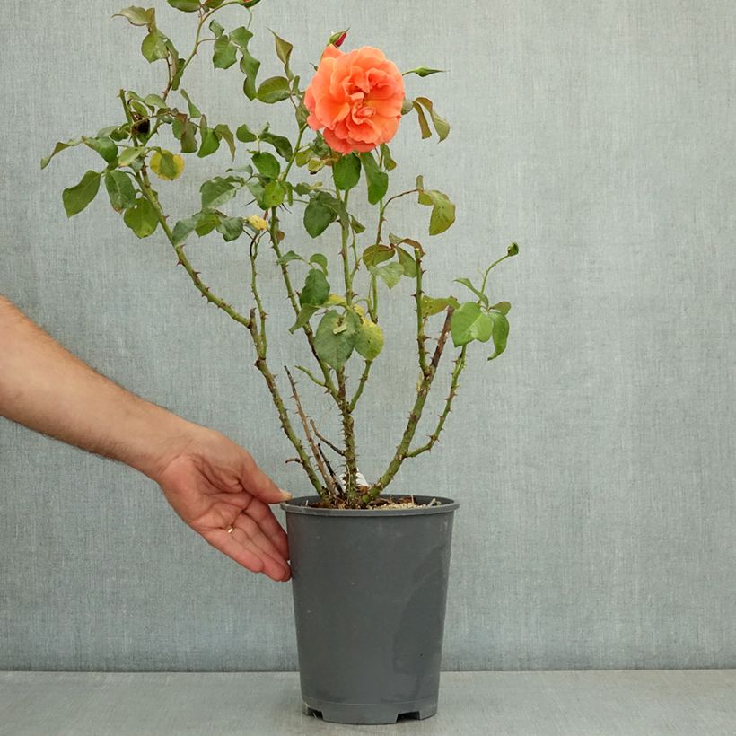 Spécimen de Rosier à fleurs groupées François Mauriac Pot de 4L/5L tel que livré en été