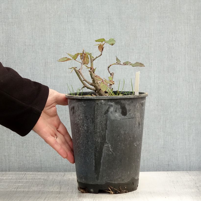 Spécimen de Rosier à fleurs groupées Friesia Pot de 2L/3L tel que livré en automne