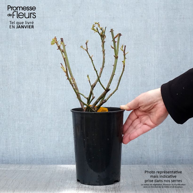 Spécimen de Rosier à fleurs groupées Friesia Pot de 2L/3L tel que livré en hiver