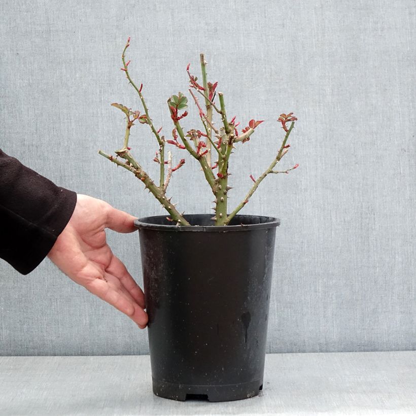Spécimen de Rosier à fleurs groupées Hedge Charmers - LandLust Pot de 4L/5L tel que livré en hiver