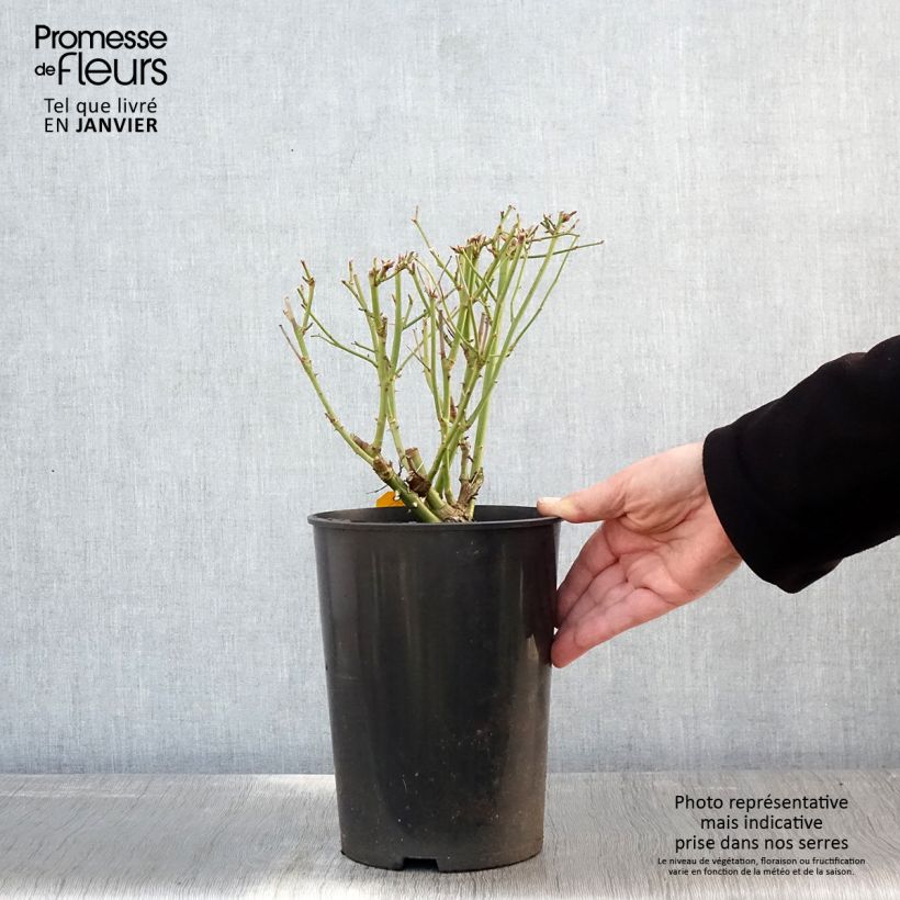 Spécimen de Rosier à fleurs groupées Iceberg (Fée des neiges) Pot de 4L/5L tel que livré en hiver