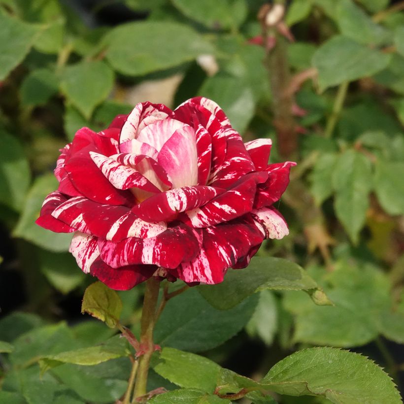 Rosier à fleurs groupées Julio Iglesias Meistemon (Floraison)