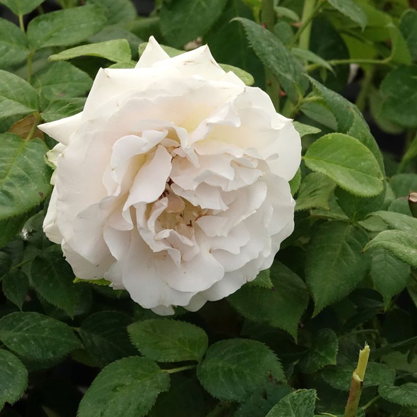 Rosier à fleurs groupées La Sauvagine Terre et Passion (Floraison)