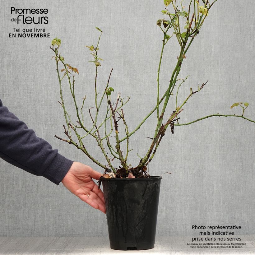 Spécimen de Rosier à fleurs groupées La Sauvagine Terre et Passion Pot de 4L/5L tel que livré en automne