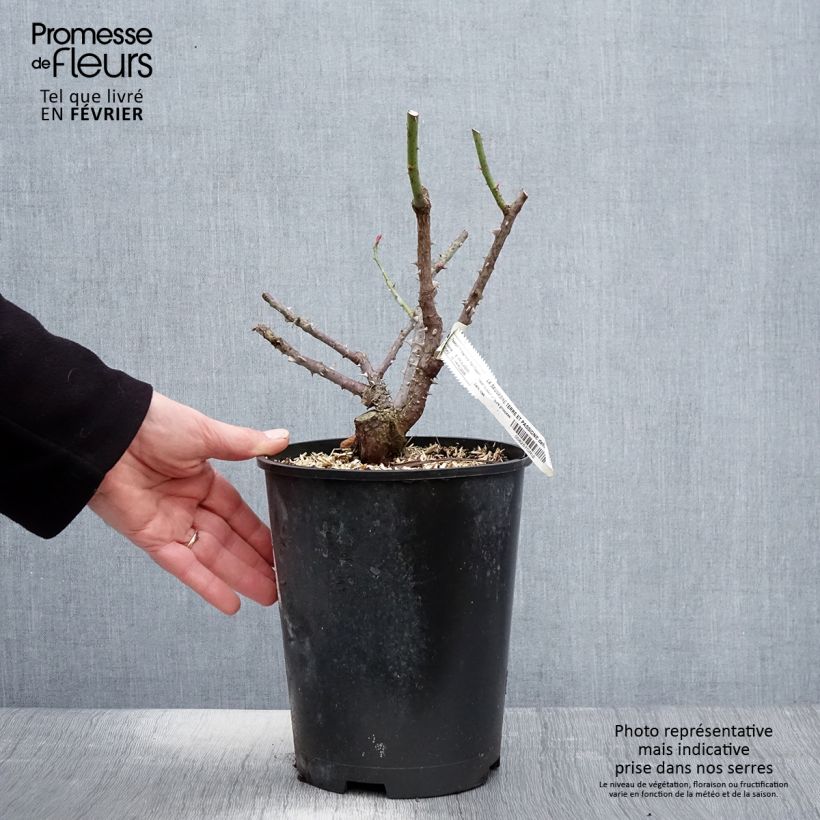 Spécimen de Rosier à fleurs groupées La Sauvagine Terre et Passion Pot de 4L/5L tel que livré en hiver