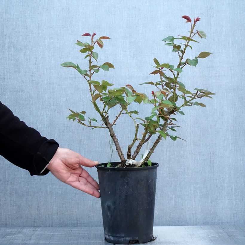 Spécimen de Rosier à fleurs groupées La Sauvagine Terre et Passion Pot de 4L/5L tel que livré au printemps