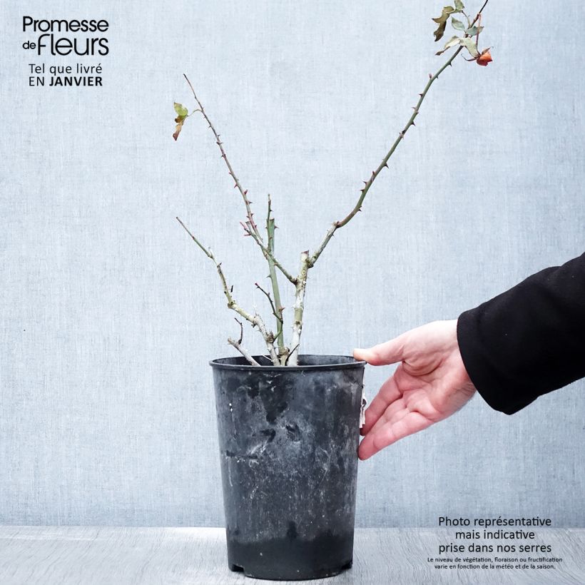 Spécimen de Rosier à fleurs groupées La Sevillana Pot de 2L/3L tel que livré en hiver
