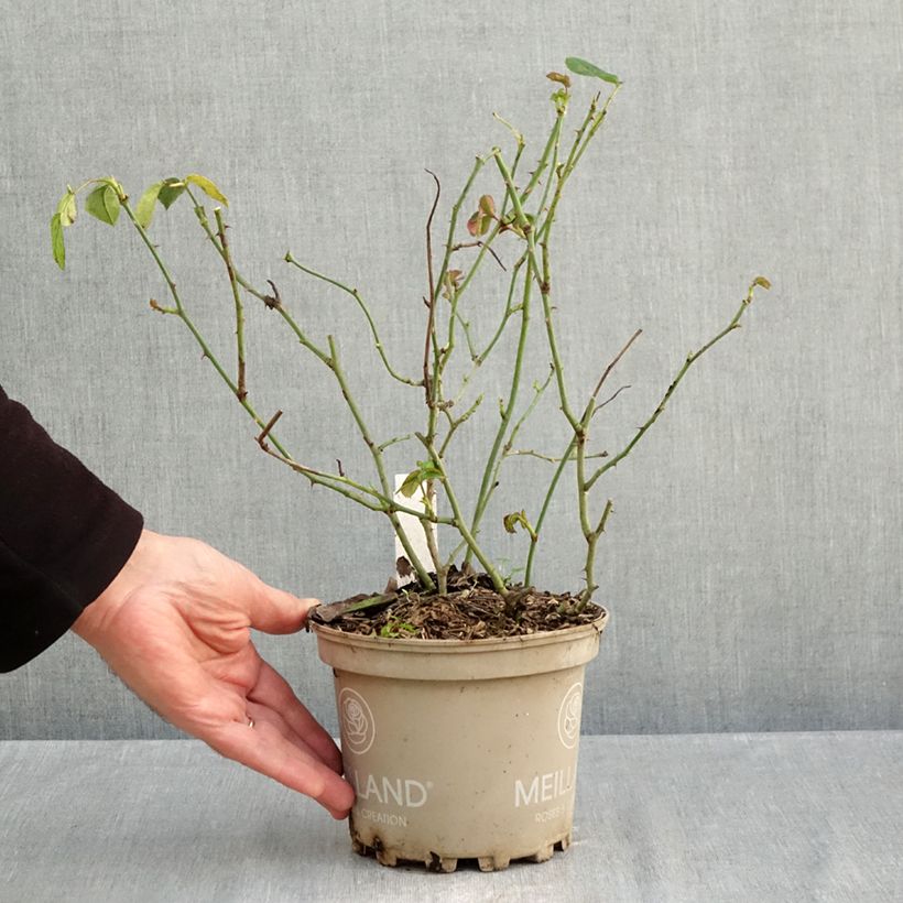 Spécimen de Rosier à fleurs groupées La Sevillana Pot de 2L/3L tel que livré en automne