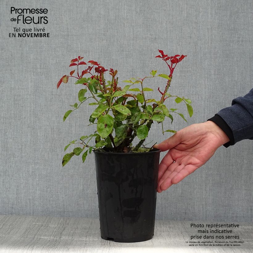 Spécimen de Rosier à fleurs groupées Lili Marleen Pot de 4L/5L tel que livré en automne