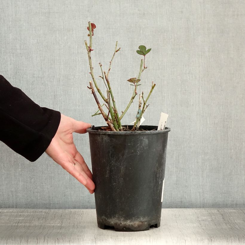 Spécimen de Rosier à fleurs groupées Love letter Pot de 4L/5L tel que livré en hiver